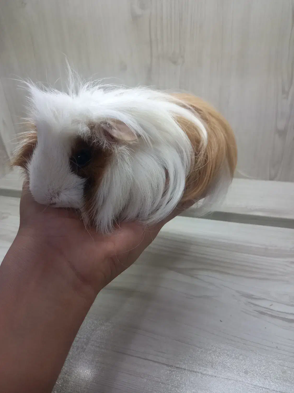 خوکچه هندی ماده|موش و خرگوش|اندیشه, اندیشه فاز ۵|دیوار