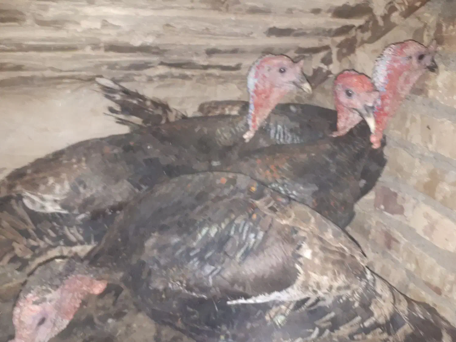 حیوانات|حیوانات مزرعه|جوادآباد, |دیوار