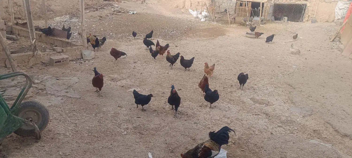 خروس محلی|حیوانات مزرعه|رزن, |دیوار