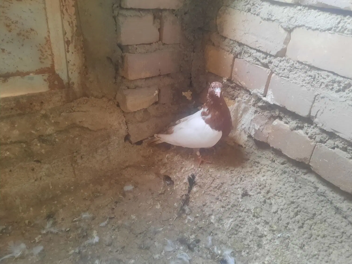 کفتر|پرنده|زنجان, |دیوار