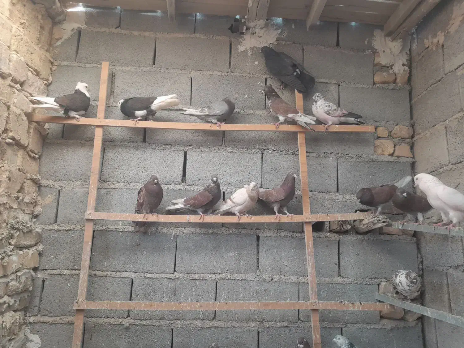 کبوتر پرشی|پرنده|آران و بیدگل, |دیوار