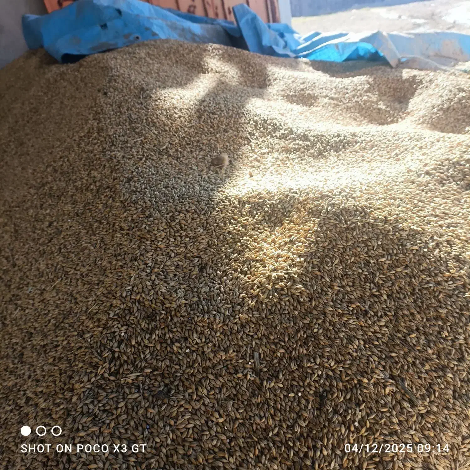 جو دامی درایلام|عمدهفروشی|ایلام, |دیوار