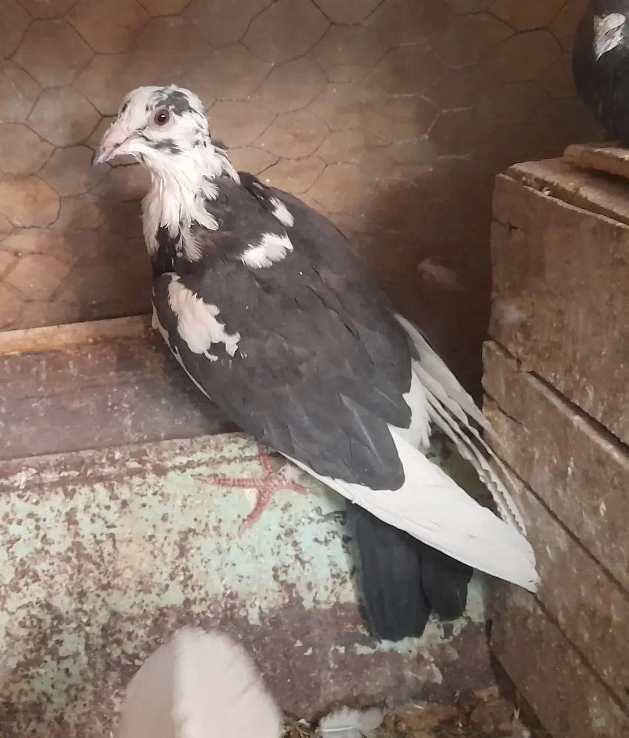 کبوتر بزک .کبوتر پاکستانی(رامپوری)|پرنده|شهرضا, |دیوار