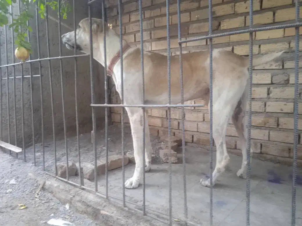 سگ افغان|سگ|بم, |دیوار