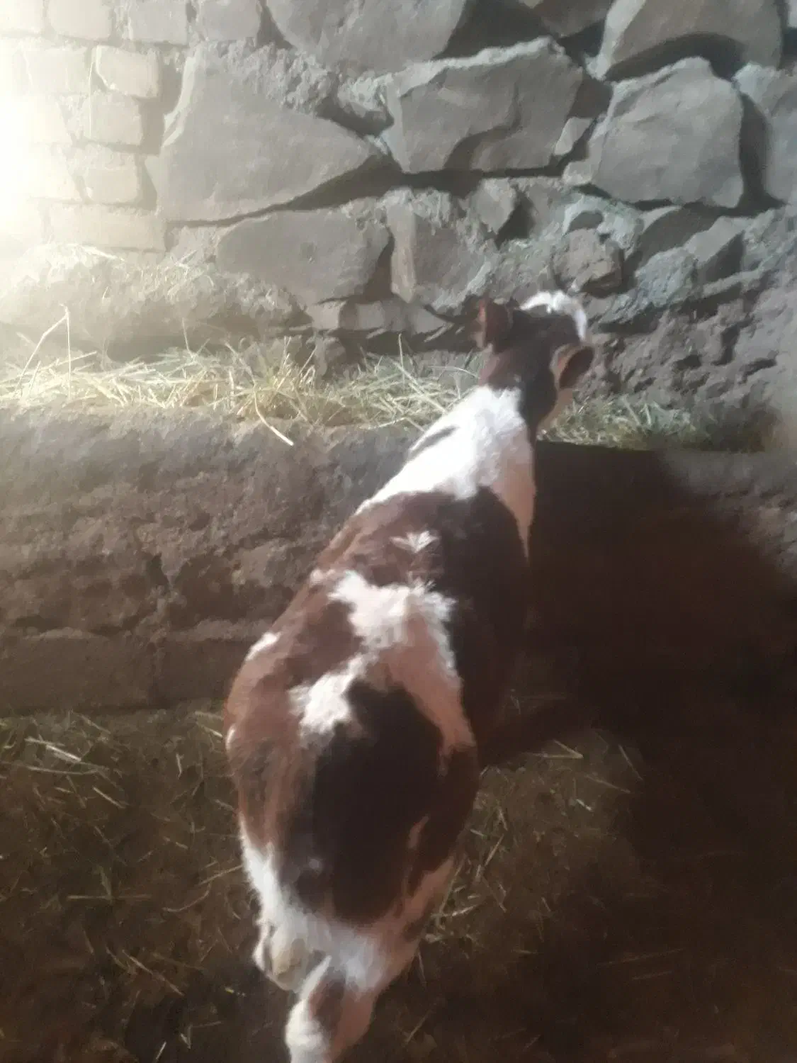 ماده سیمنتال|حیوانات مزرعه|باوله, |دیوار