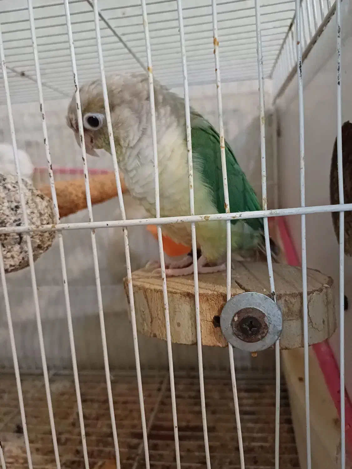 گرینچیک ماده پاین اپل دستی و مولد|پرنده|مشهد, صداقیه|دیوار