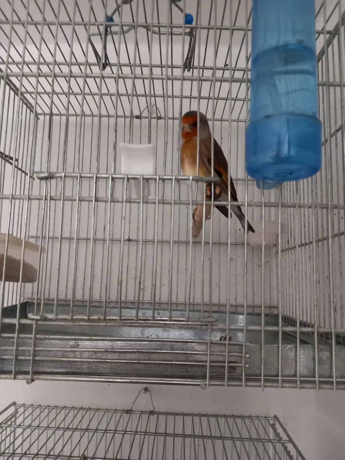 سهره قناری دهن لر|پرنده|ری, شهرک نظامی|دیوار