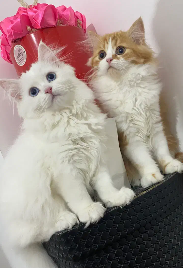 گربه پرشین|گربه|بوشهر, |دیوار