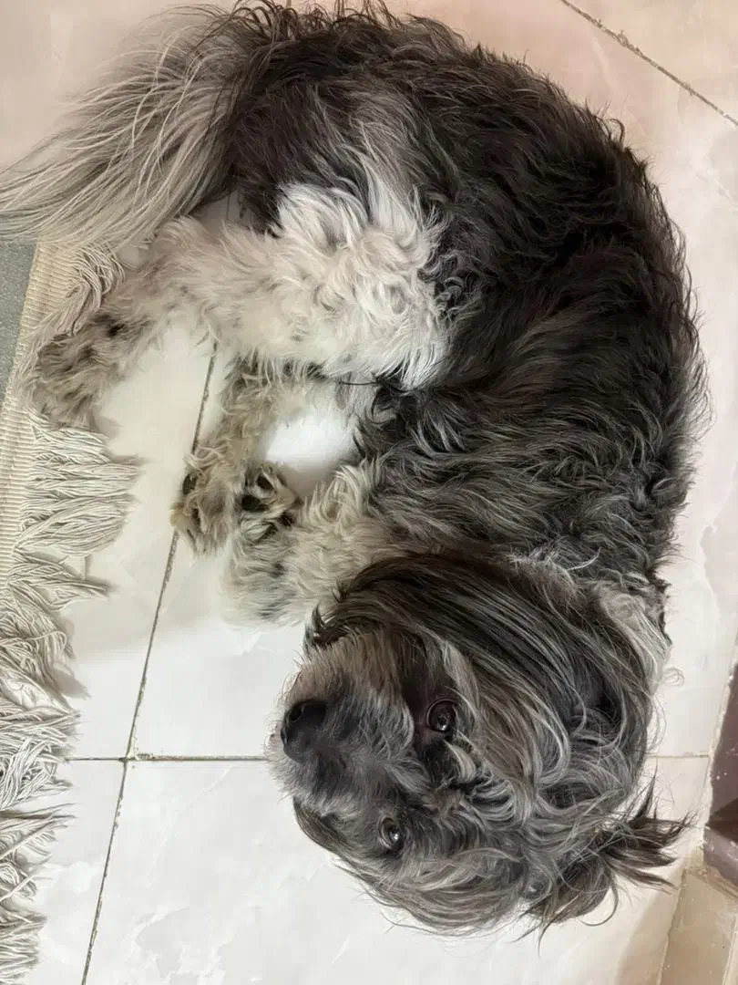 واگذاری سگ خانگی|سگ|تهران, افسریه جنوبی|دیوار