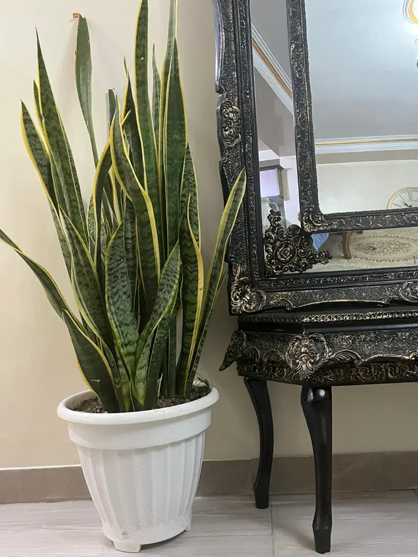 گل آپارتمانی سانسوریا لب طلایی|گل و گیاه طبیعی|قدس, شهرقدس|دیوار