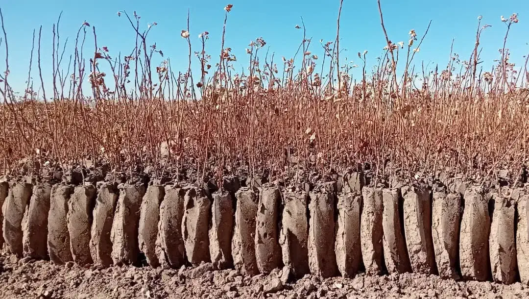 نهالستان گلبری|خدمات باغبانی و درختکاری|قطرویه, |دیوار