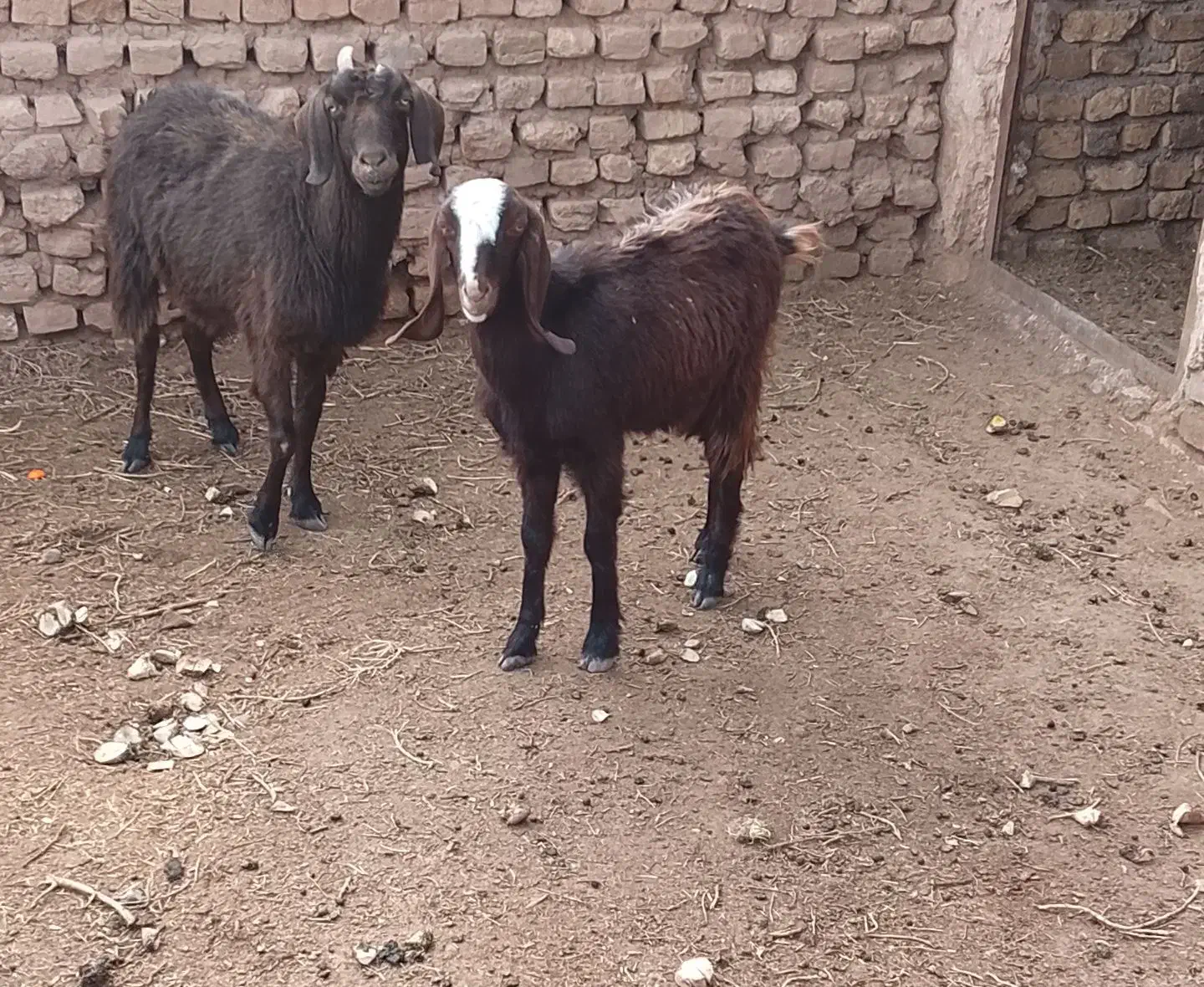 بز پاکستانی|حیوانات مزرعه|تربت‌حیدریه, حاجی یار‎|دیوار