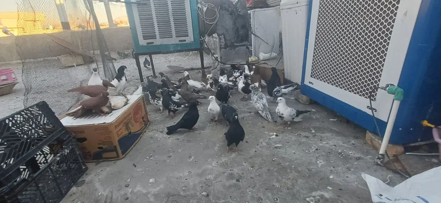 کفتر|پرنده|شیراز, شهرک قمشه|دیوار