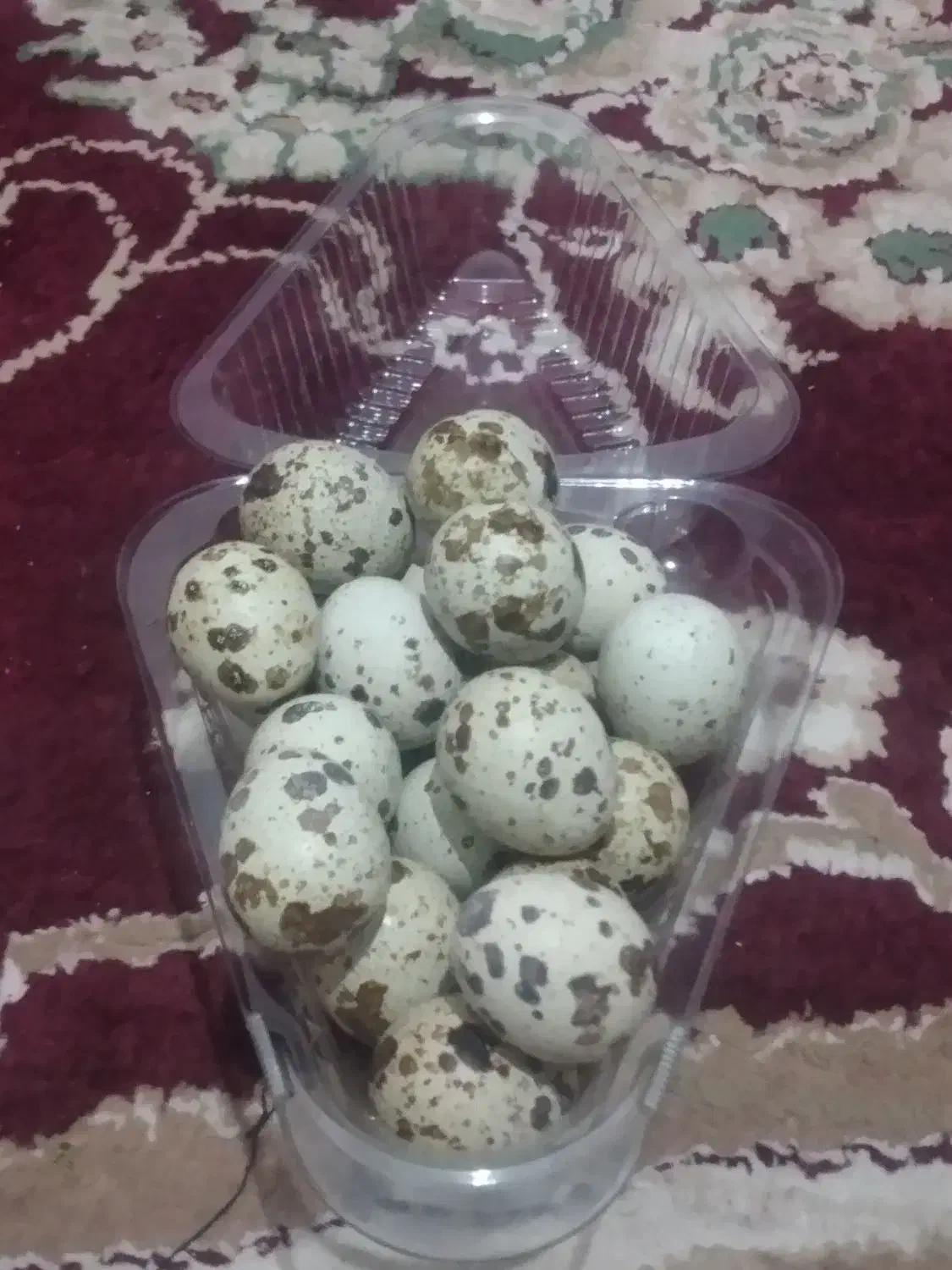 فروش تخم بلدرچین|خوردنی و آشامیدنی|دوگنبدان, |دیوار