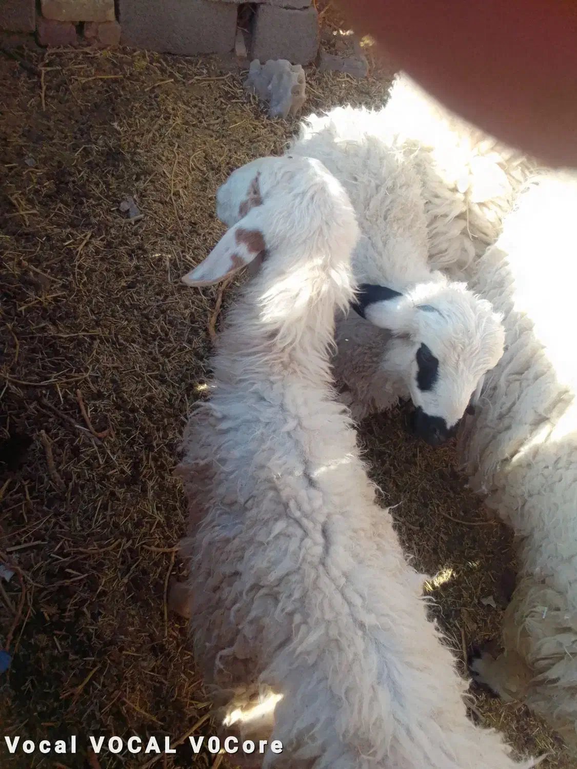 فروش میش وبره|حیوانات مزرعه|رفسنجان, |دیوار