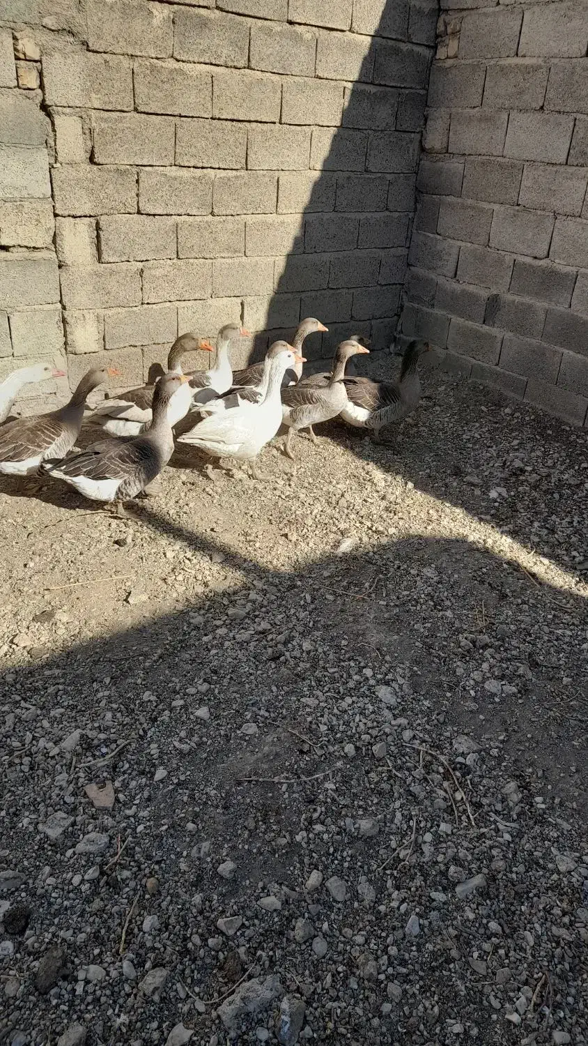 قیمت دونیی۷۵۰|حیوانات مزرعه|شیراز, شهرک گلستان|دیوار