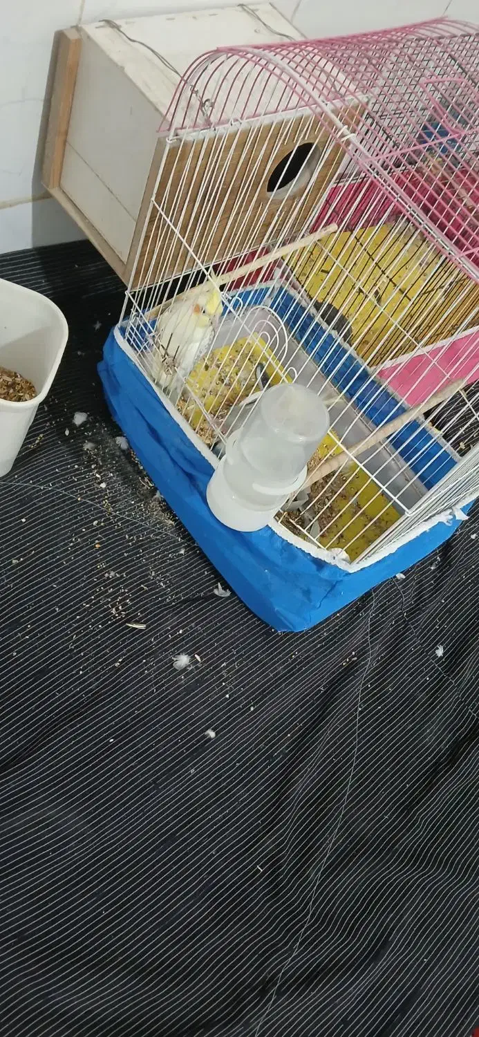 عروس هلندی|پرنده|زید آباد, |دیوار