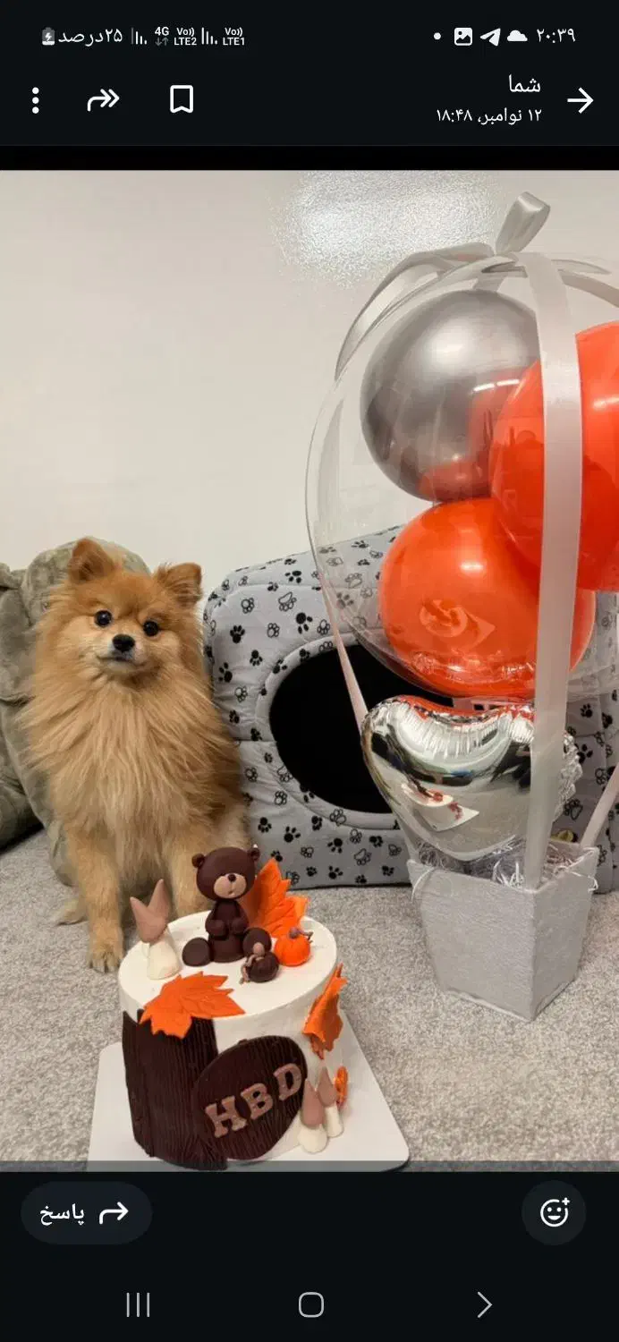 سگ پامر|سگ|ری, حمزه‌آباد|دیوار