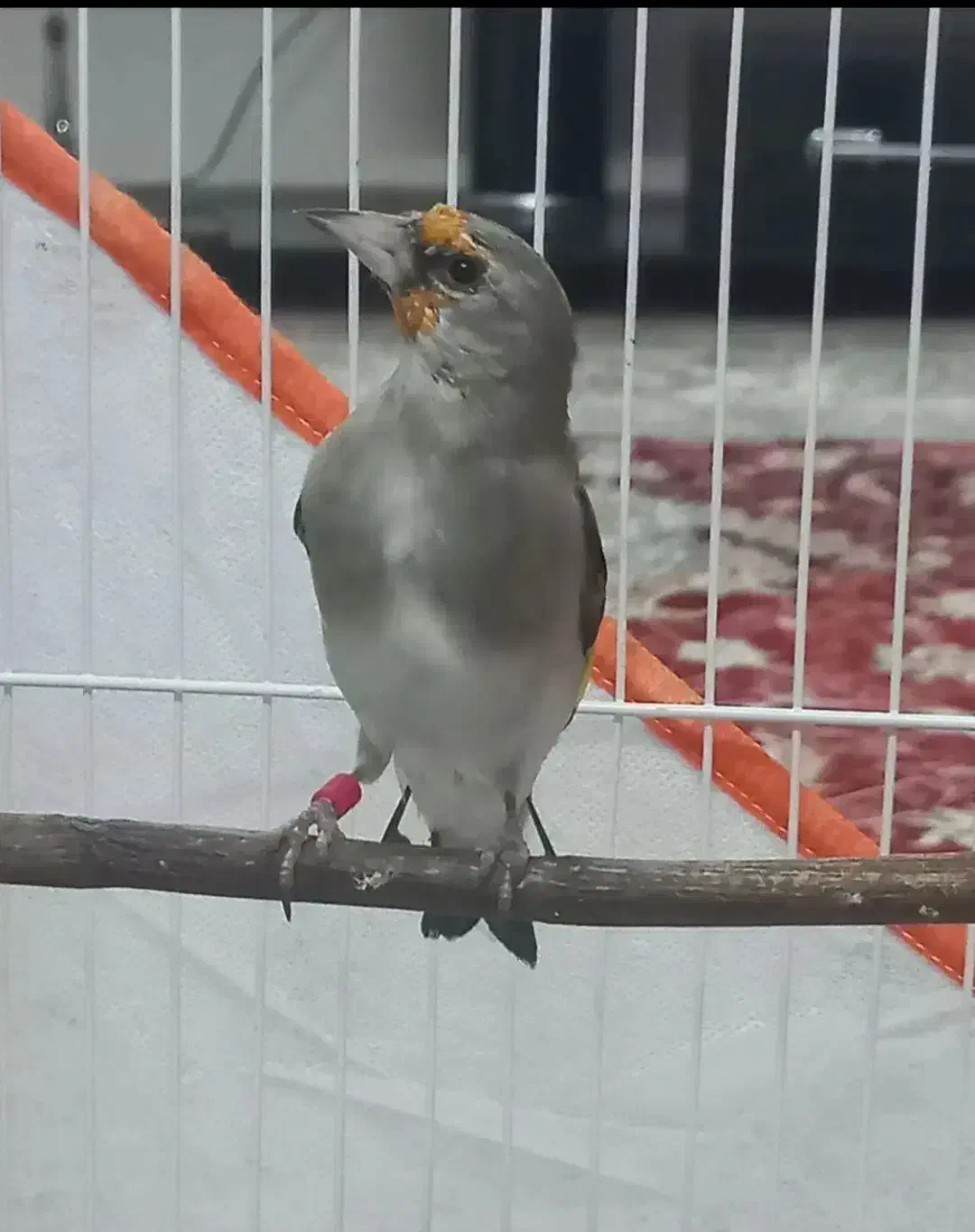 سهره  دورگ نر دهن دار|پرنده|مشهد, طلاب|دیوار