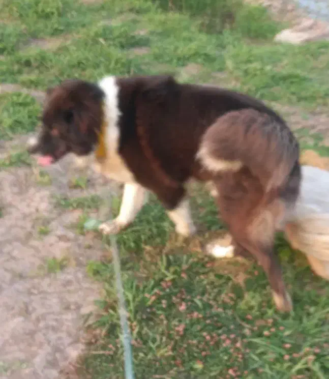 واگذاری قدرجونی|سگ|آستانه اشرفیه, |دیوار