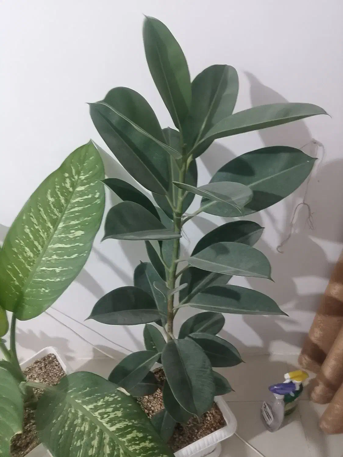 گل آپارتمانی فیکوس|گل و گیاه طبیعی|بهارستان, |دیوار