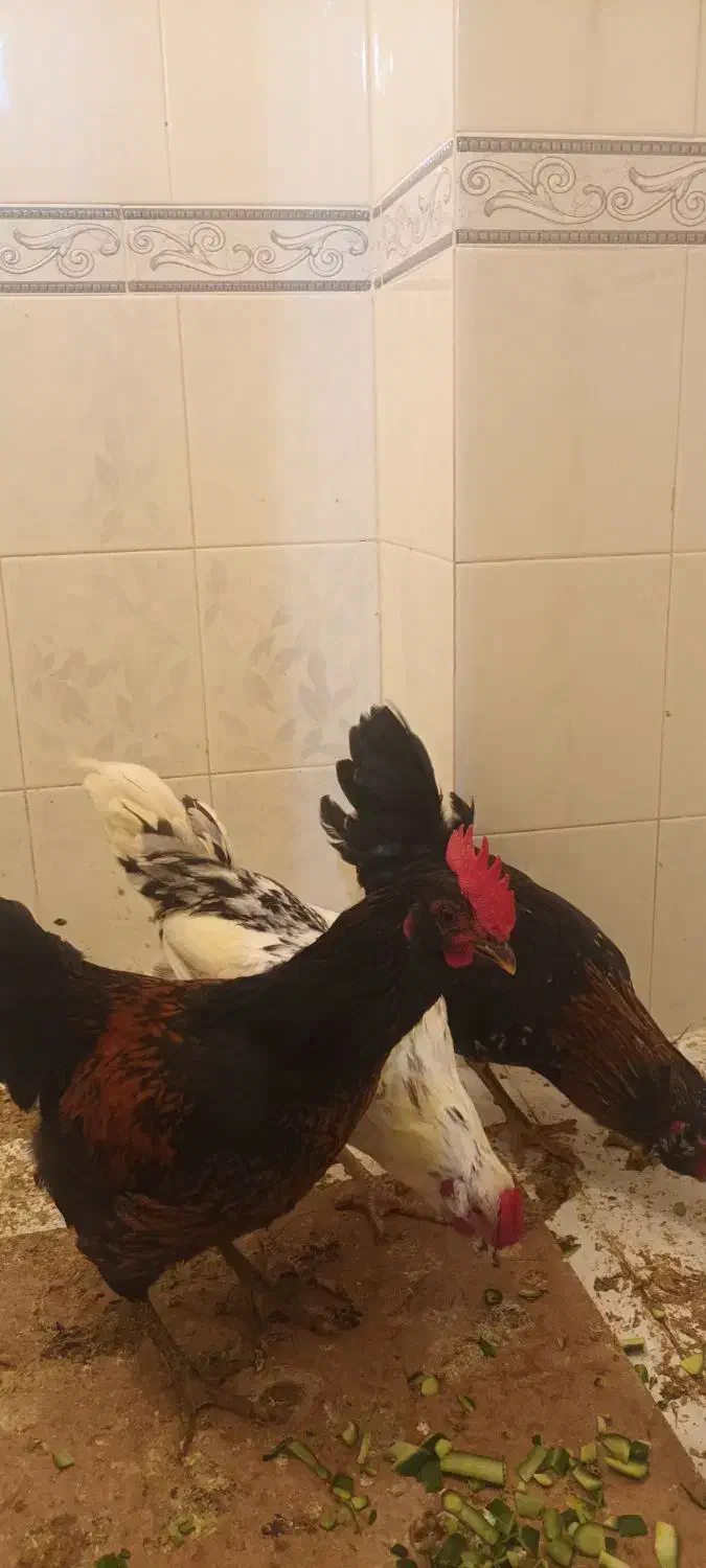 خروس|حیوانات مزرعه|قم, سالاریه|دیوار