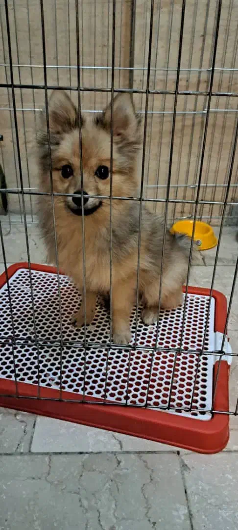 توله سگ پامرانین|سگ|تهران, مختاری|دیوار