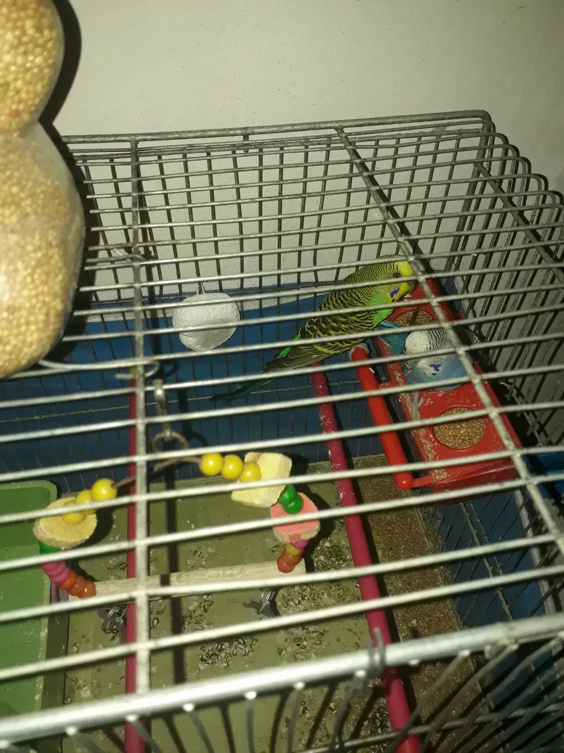 دو عدد مرغ عشق نر و ماده با دو تخم|پرنده|شهریار, دهشاد پائین|دیوار