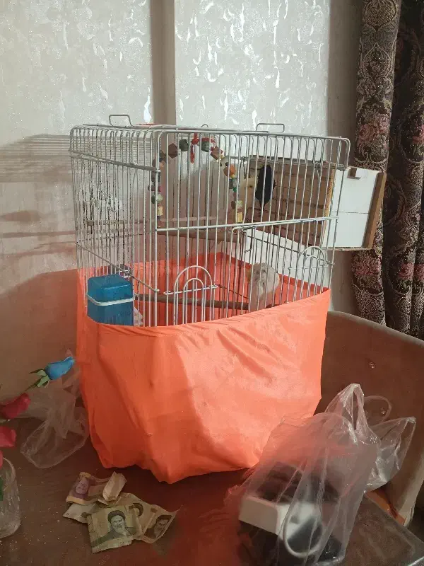 پررند|پرنده|ری, شهرک نظامی|دیوار