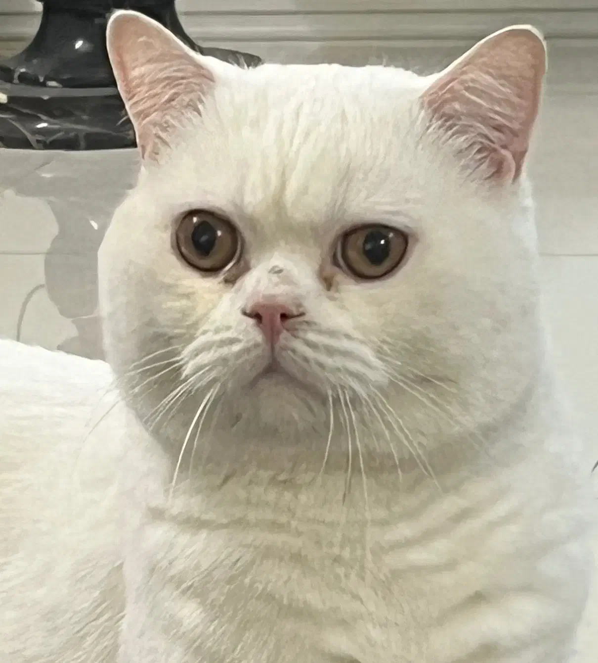 نر بریتیش اسکاتیش فقط برای جفتگیری|گربه|قم, چهل درخت‎|دیوار