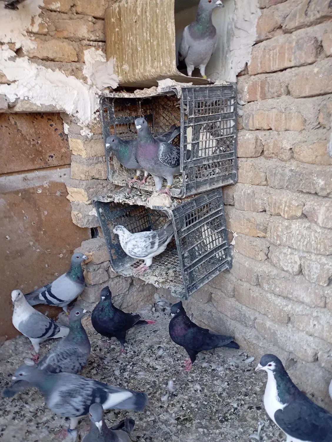کبوتر‌شهرستانی‌وساده‌و‌هفترنگ|پرنده|بومهن, |دیوار
