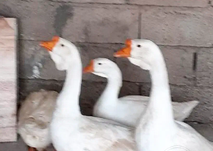 تخم نطفه دار قوغاز قبقب دار گوشتی|حیوانات مزرعه|نیشابور, دارایی|دیوار