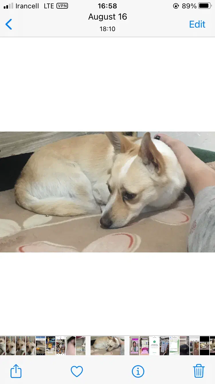 گم شده سگ|سگ|خوی, |دیوار