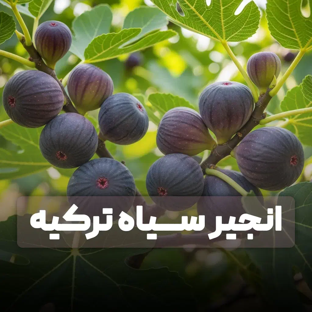 نهال گردو چندلر رقم خارجی|خدمات باغبانی و درختکاری|قزوین, |دیوار