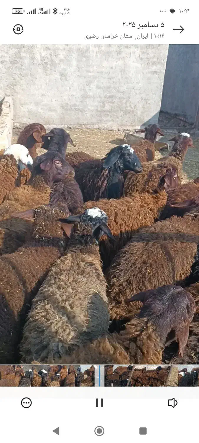 کاوربره|حیوانات مزرعه|تربت جام, مطهری|دیوار