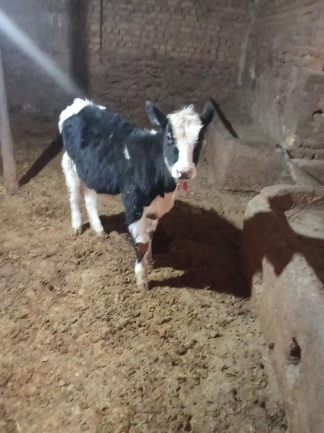 600000|حیوانات مزرعه|تاکستان, |دیوار