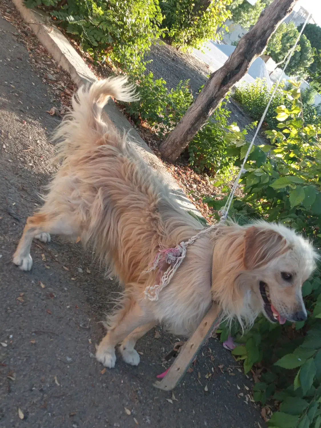 سگ خانگی|سگ|شهرکرد, |دیوار