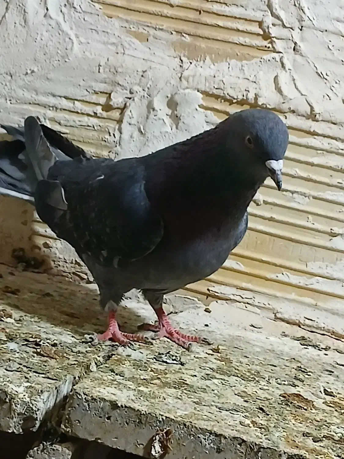 کفتر خوب|حیوانات|قم, نیروگاه|دیوار