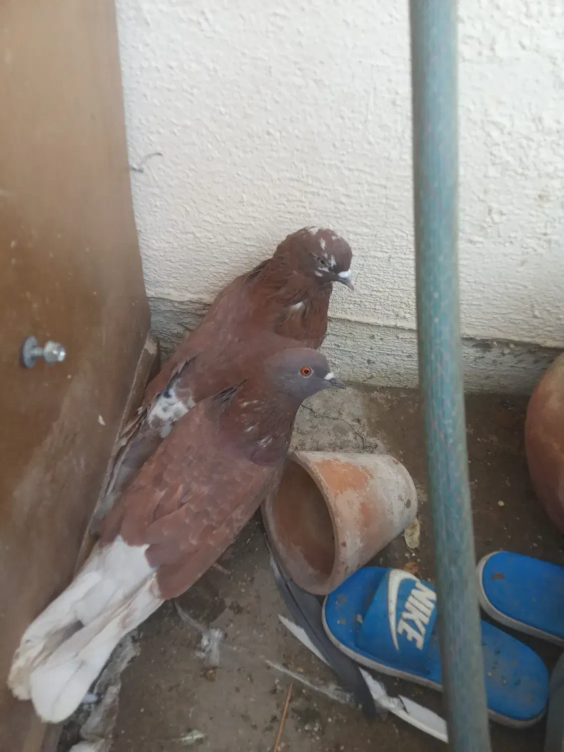 جفت سرخ|پرنده|بندرعباس, |دیوار