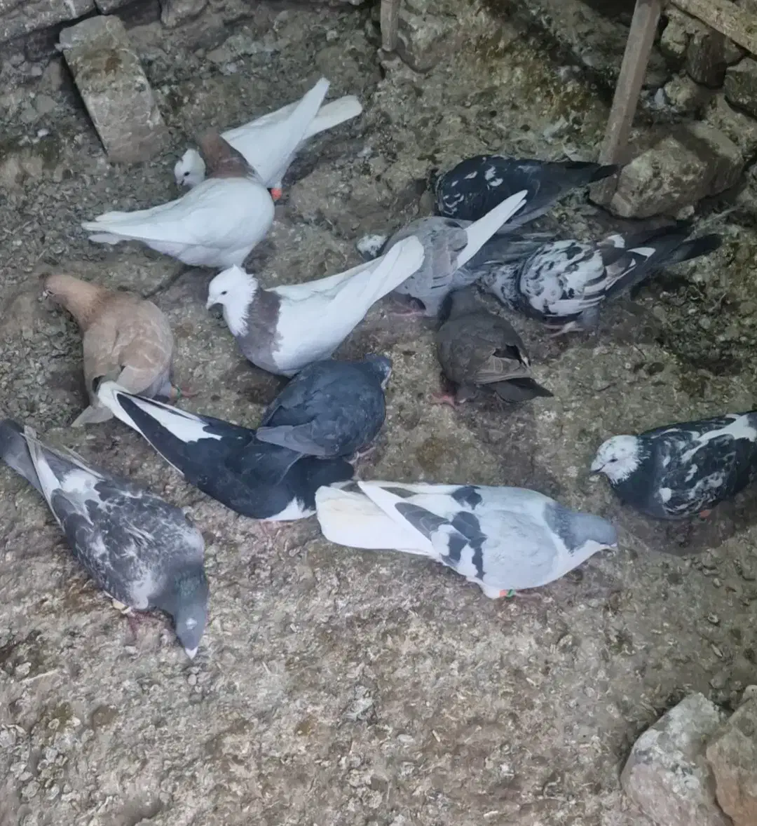 کبوتر|پرنده|ضیاء آباد, |دیوار