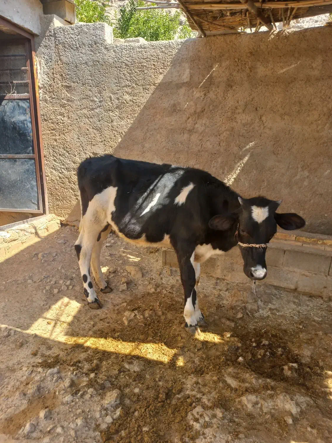 دو عدد گوساله|حیوانات مزرعه|ایذه, |دیوار