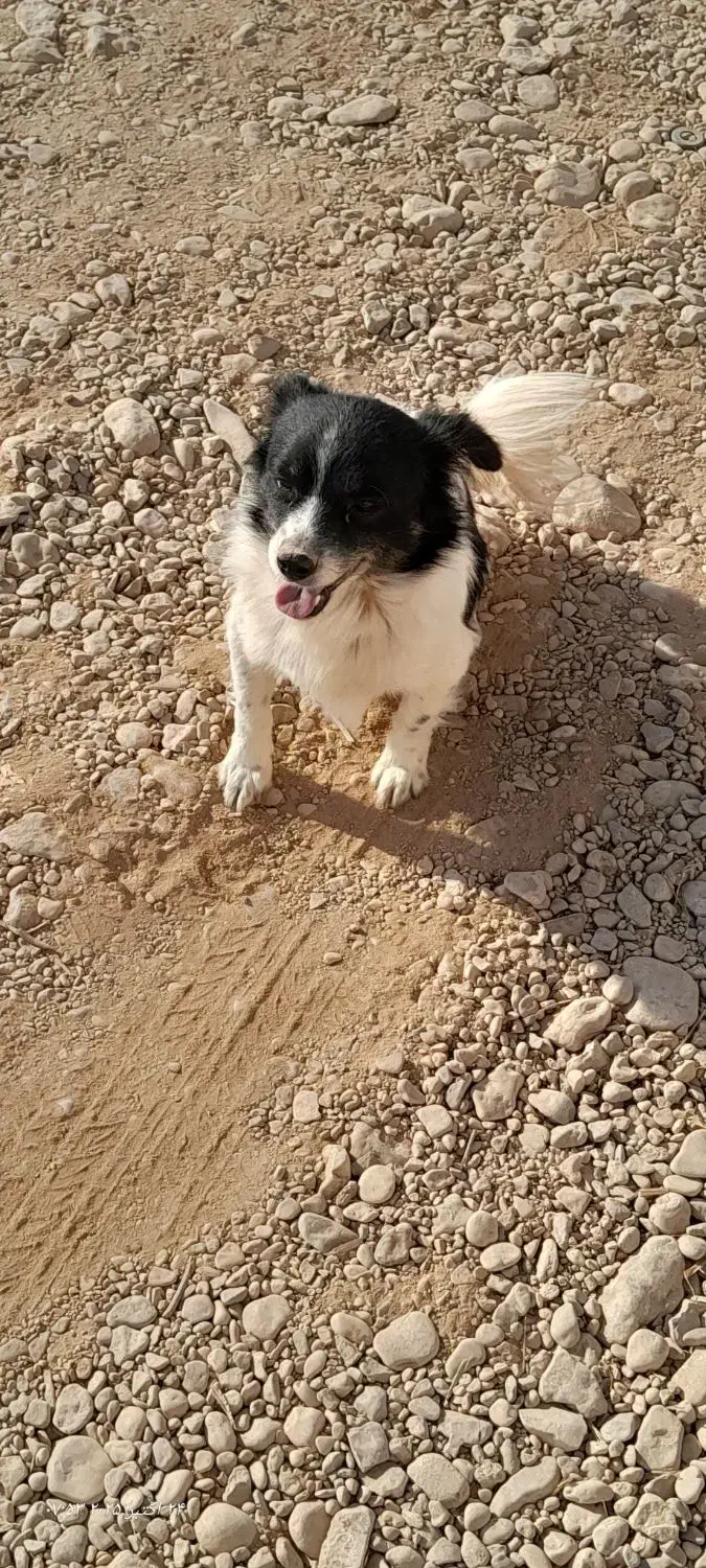 سگ خانگی|سگ|گلبهار, شهر جدید گلبهار|دیوار