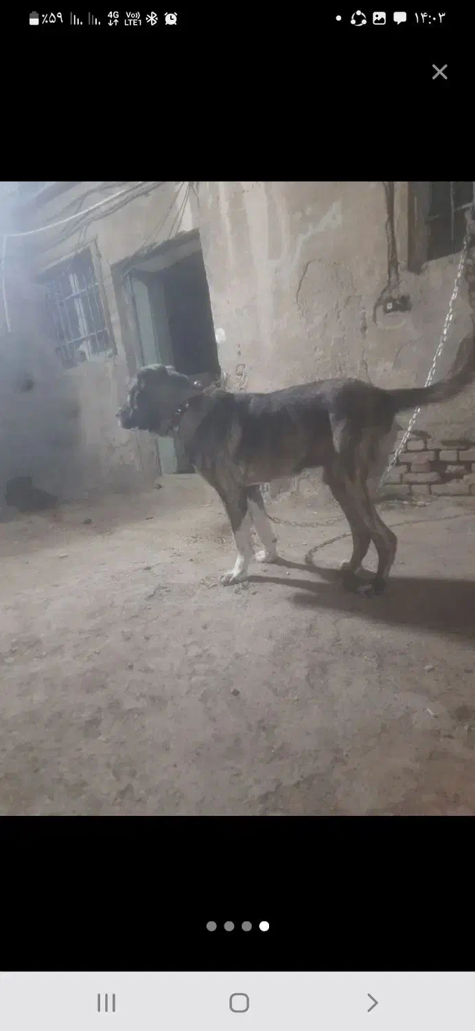 سگ خراسانی نر|سگ|اسلامشهر, صادقیه|دیوار