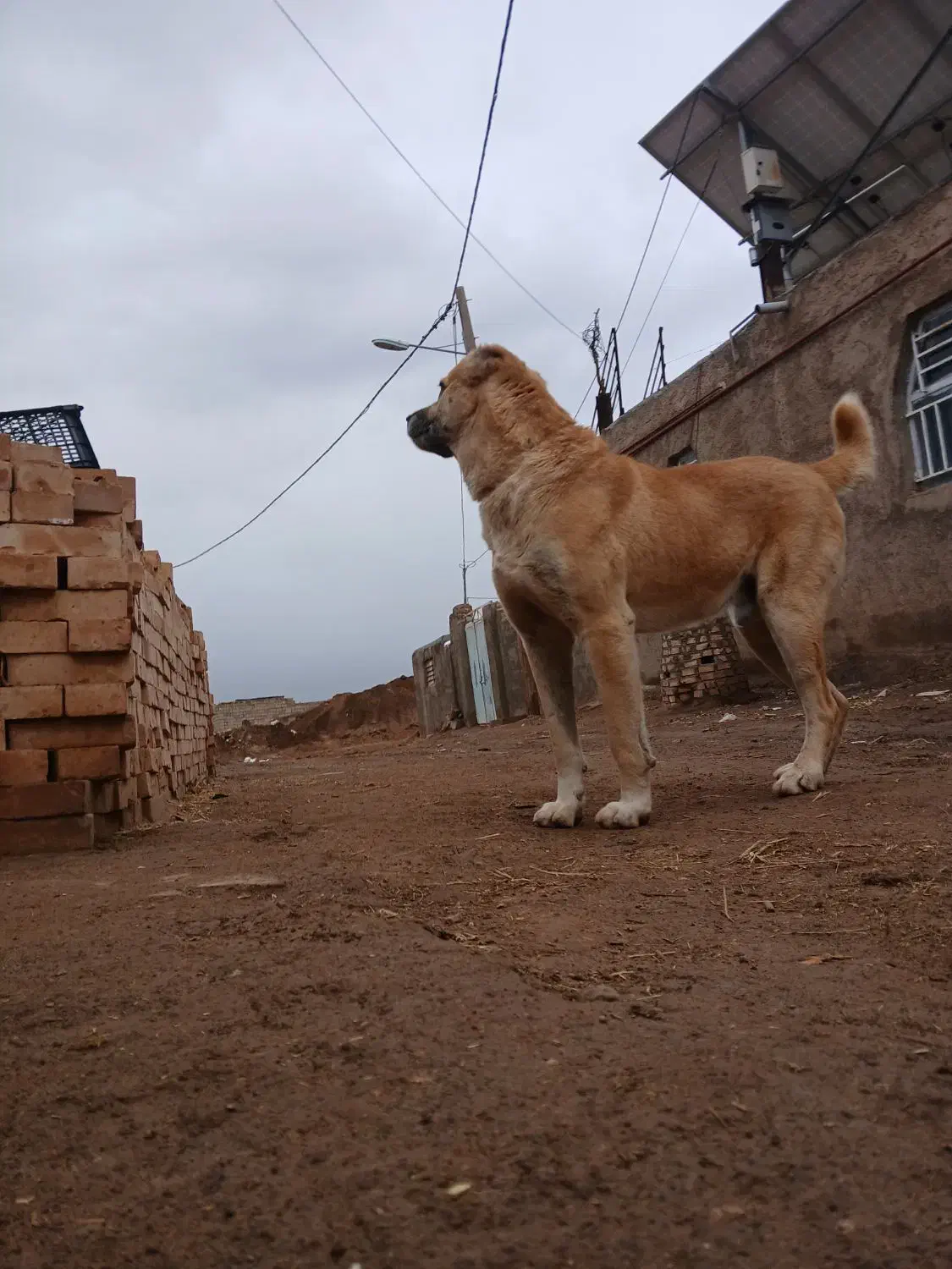 سک گله|حیوانات|طاغنکوه, |دیوار