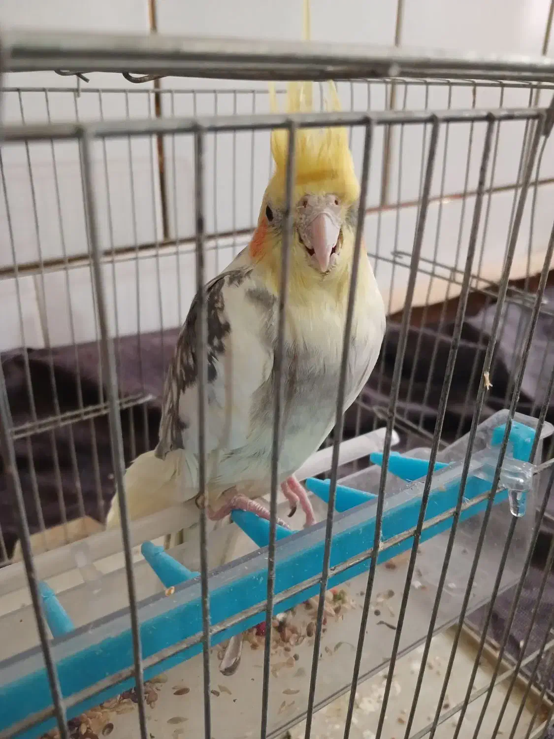 1200000|پرنده|حبیب آباد, |دیوار