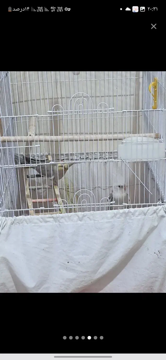 عروس هلندی مولد معاوضه|پرنده|خمینی‌شهر, |دیوار