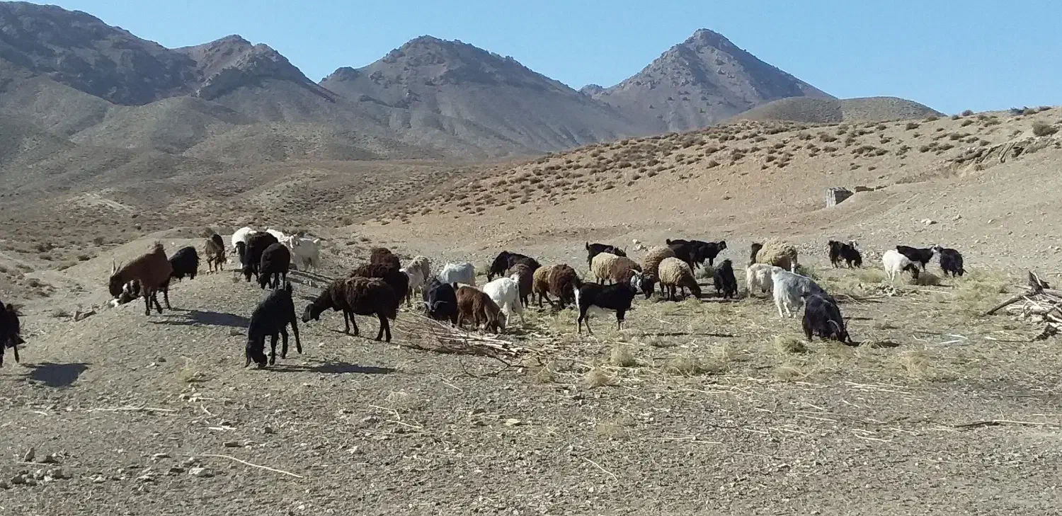 فروش دام زنده داشتی|حیوانات مزرعه|سمنان, |دیوار