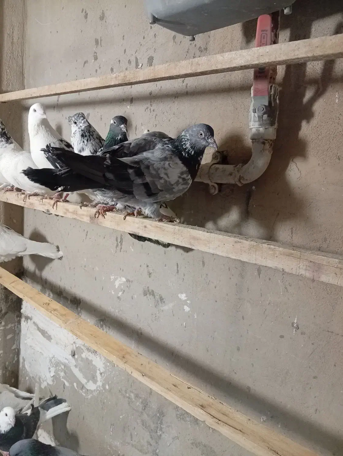 کفتر|پرنده|گیان, |دیوار