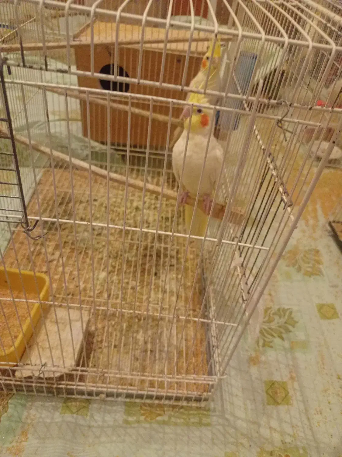 عروس هلندی|پرنده|تربتحیدریه, یحیی آباد|دیوار