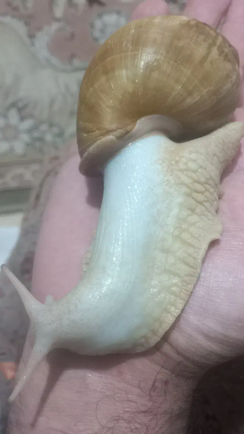 حلزون آرایشی|آرایشی، بهداشتی، درمانی|سنقر, |دیوار